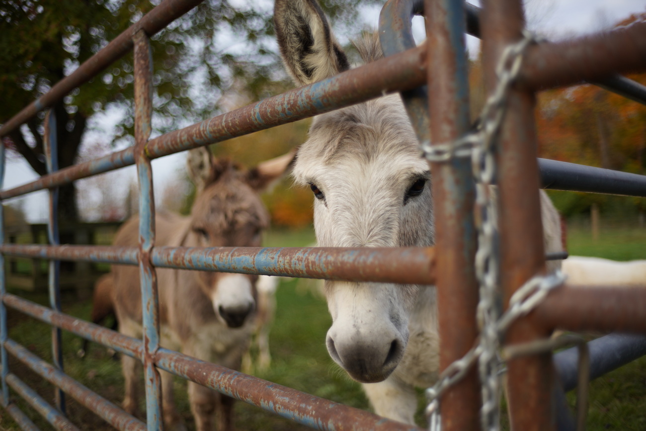 Two donkeys behind a rusted fence in a grassy field.