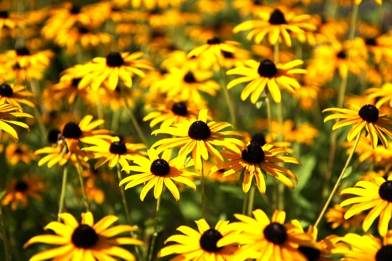 Yellow black-eyed Susans in bloom, with dark centers, in a sunny field.