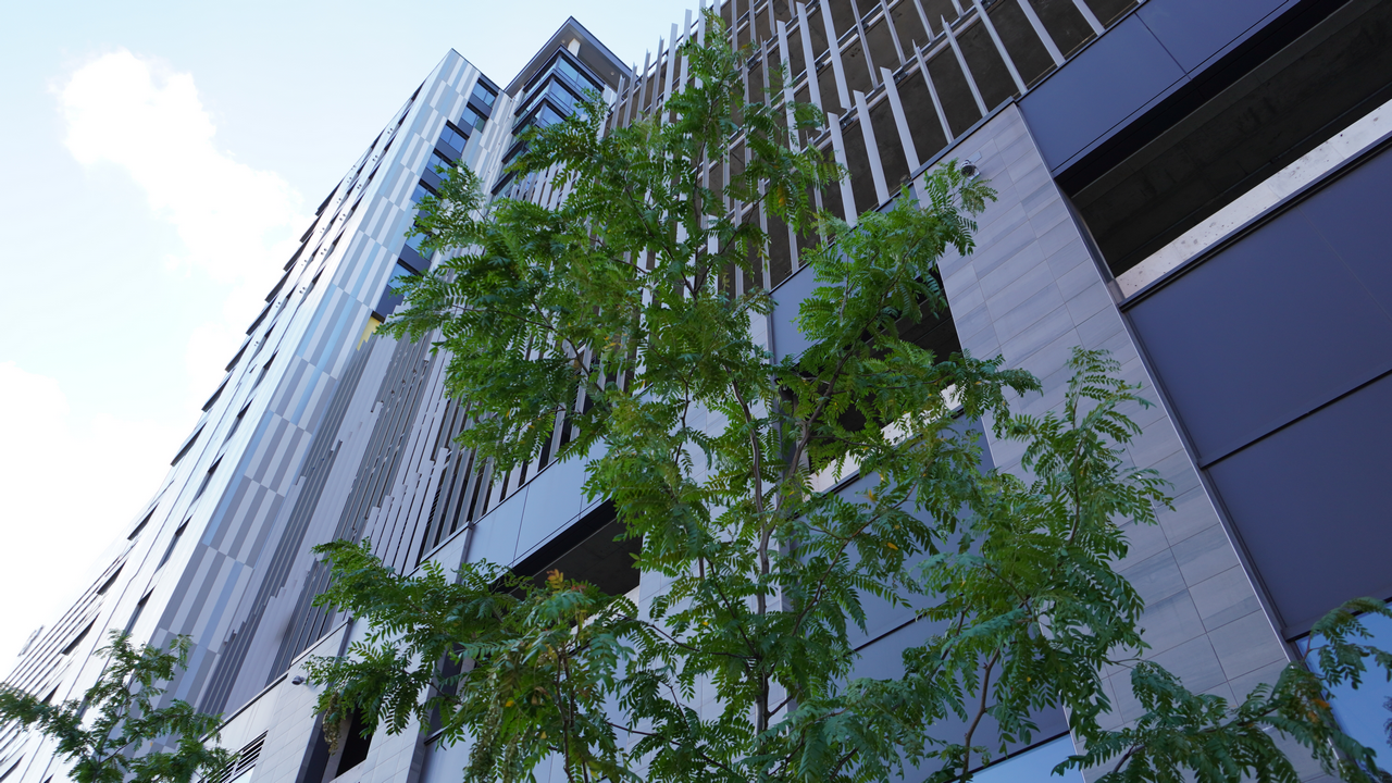 Modern building with a tree in the foreground, viewed from below.