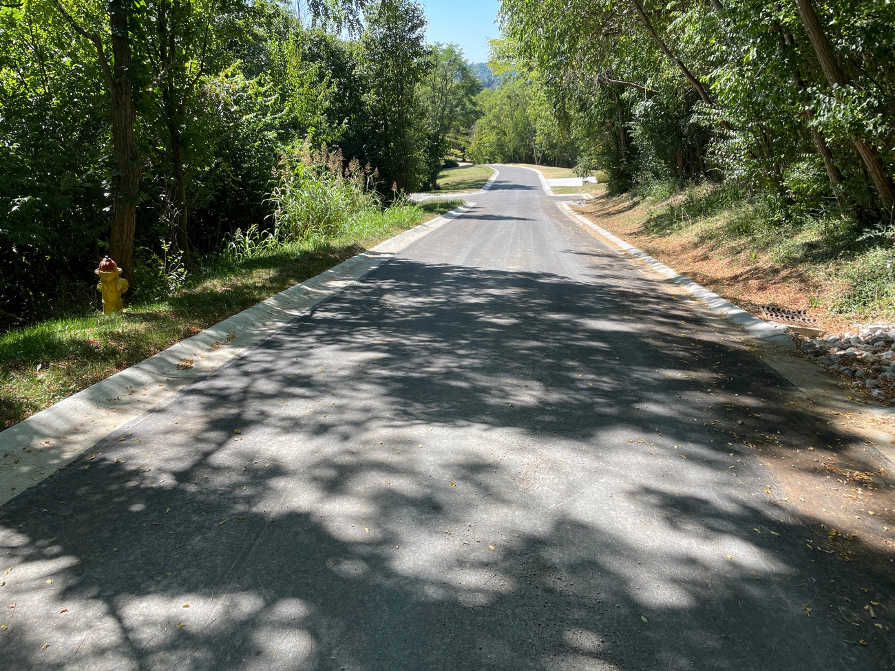 Sunny road lined with trees casting shadows.