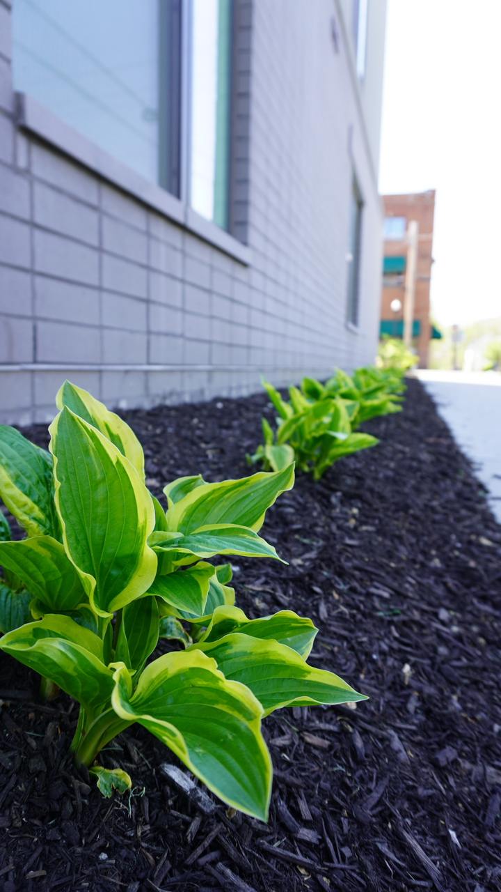 Bright green plants line a mulch bed beside a brick building.
