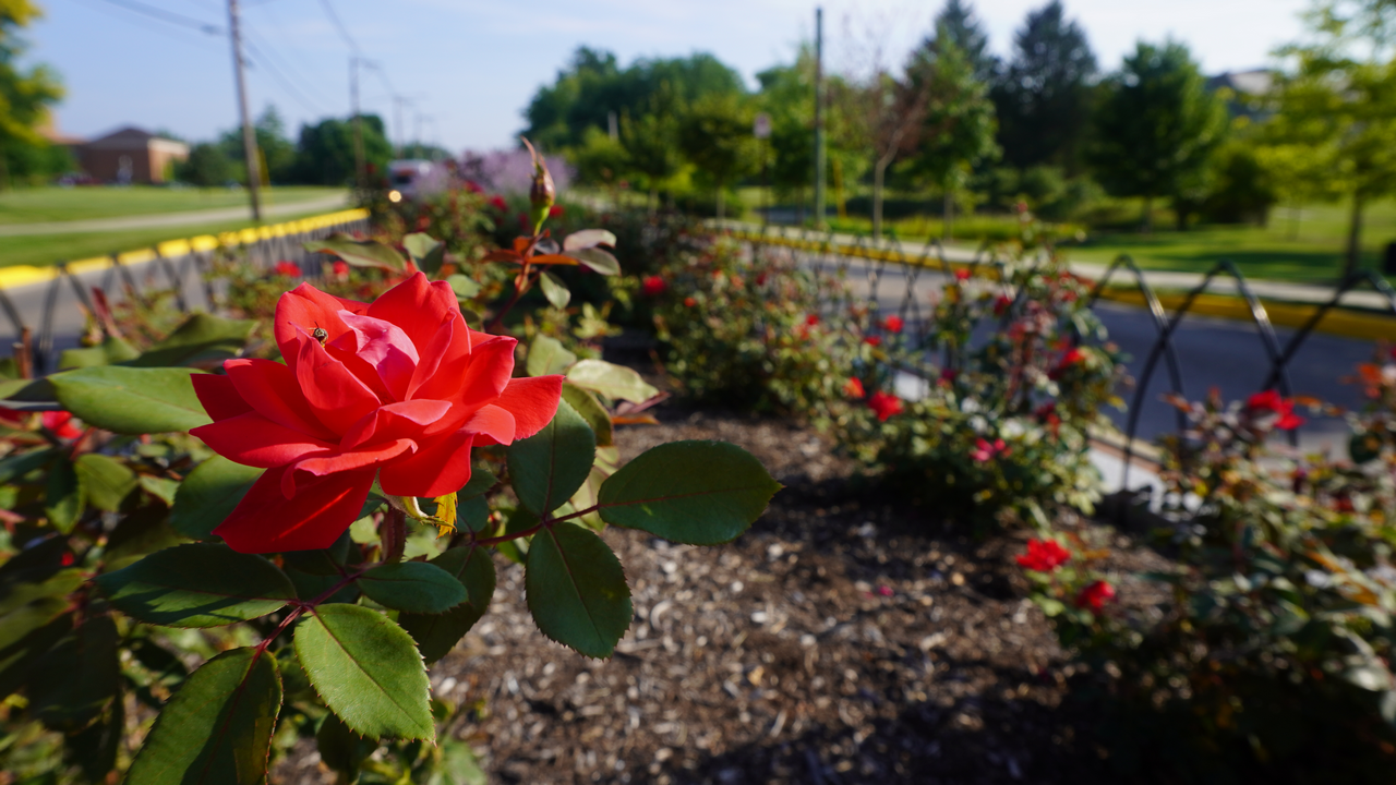 Red roses blooming along a roadside with green trees in the background.
