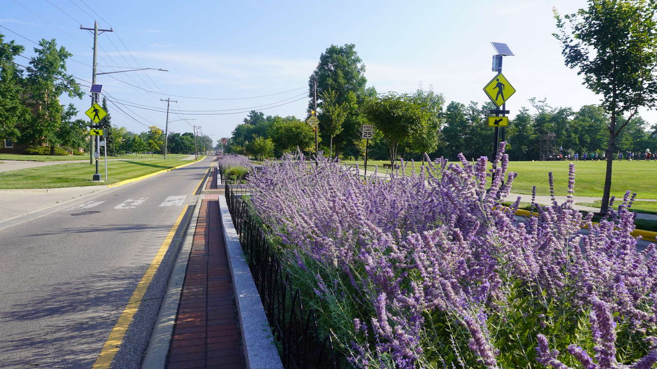 Roadside with purple flowers and trees under a clear blue sky.