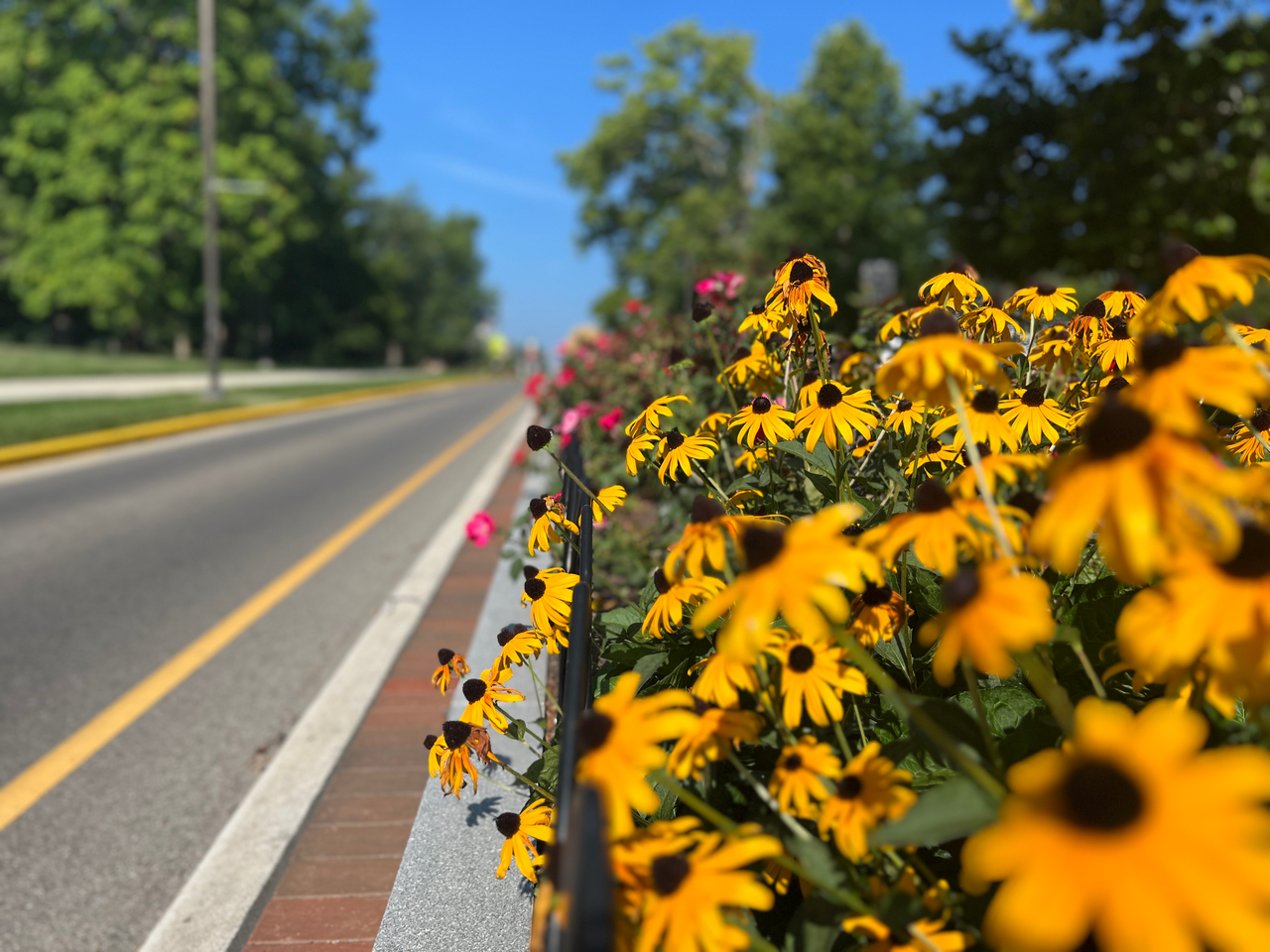 Yellow flowers in bloom by a roadside on a sunny day.
