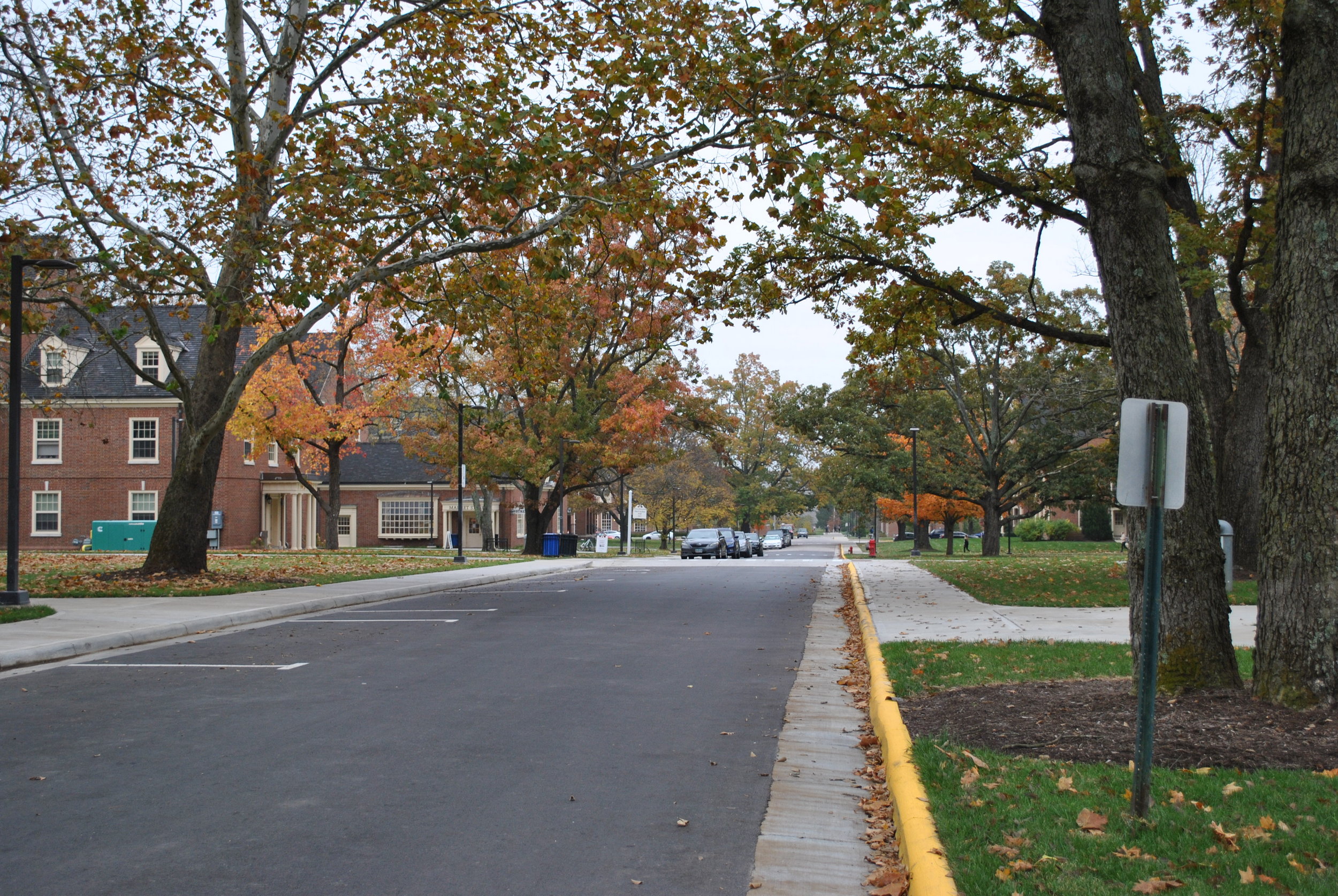 Tree-lined street with autumn leaves and buildings in the background.