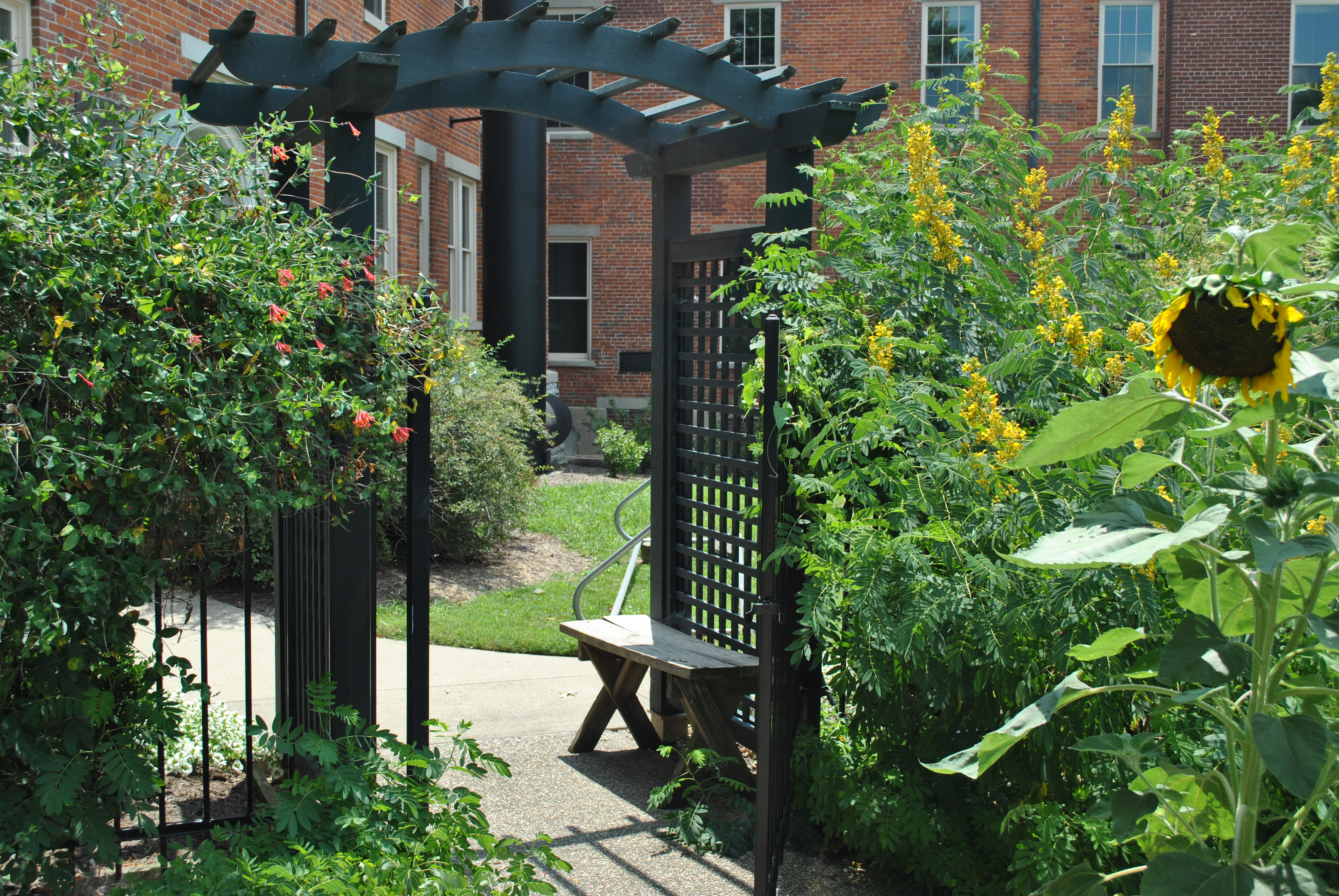 Garden pathway with arch, bench, sunflowers, and brick building.