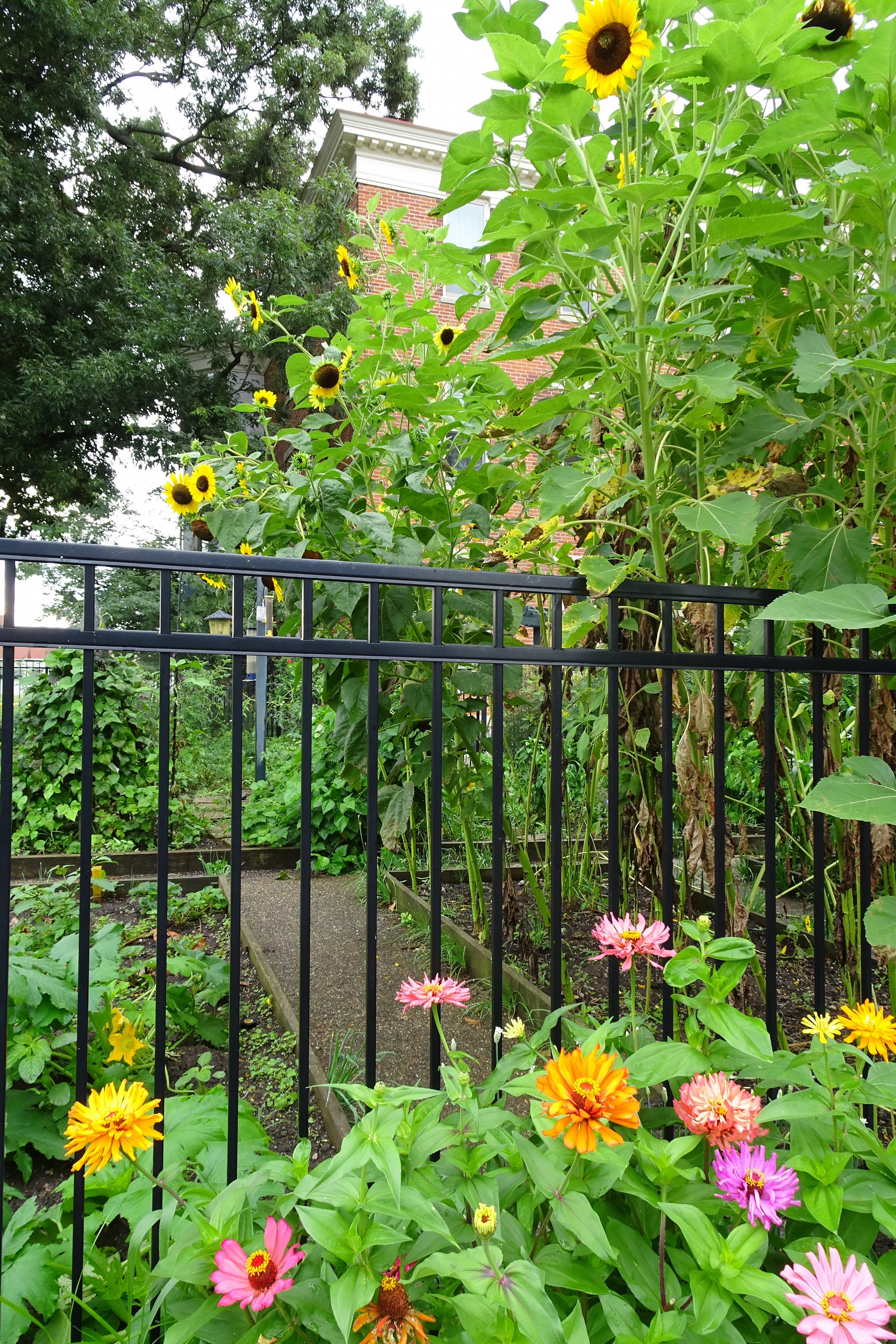Sunflowers and zinnias behind a black metal fence in a garden.
