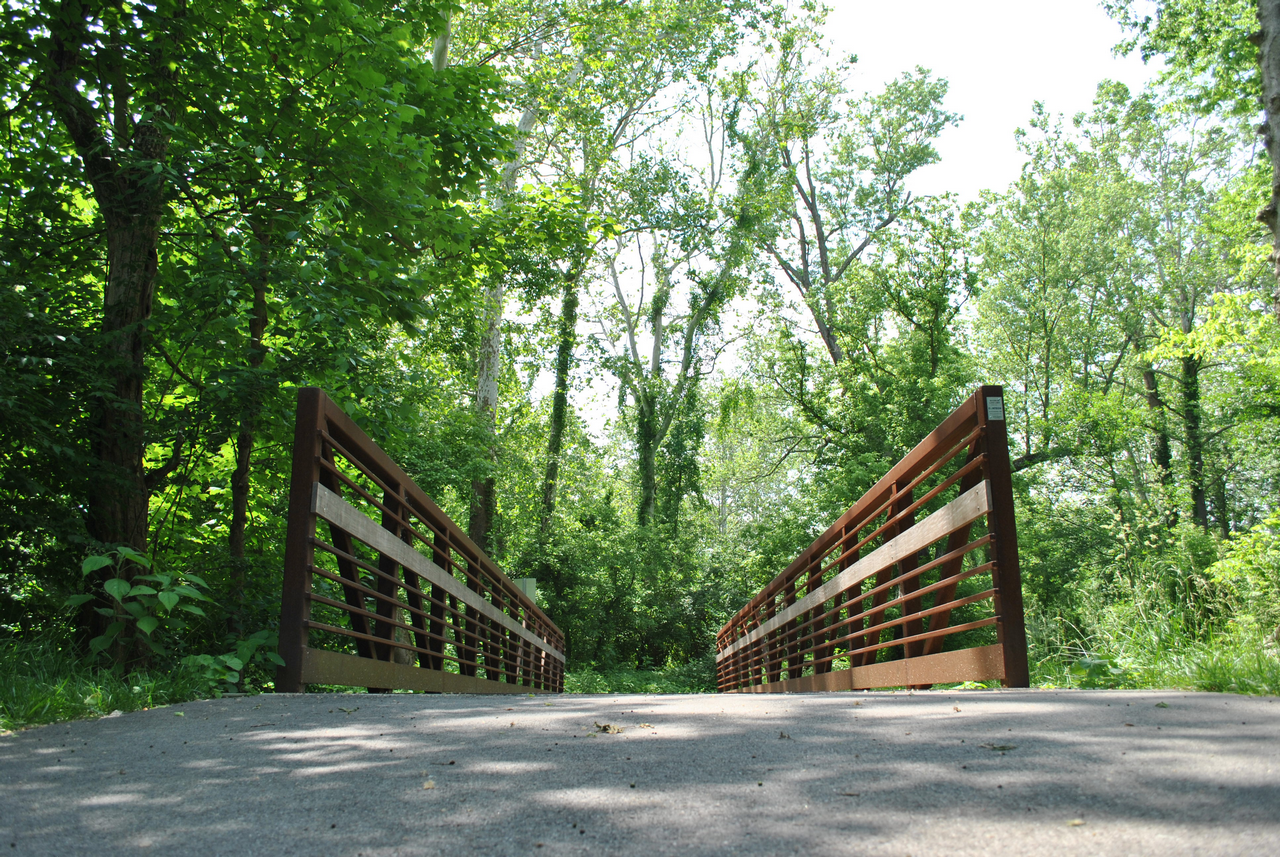Wooden footbridge in a lush green forest.