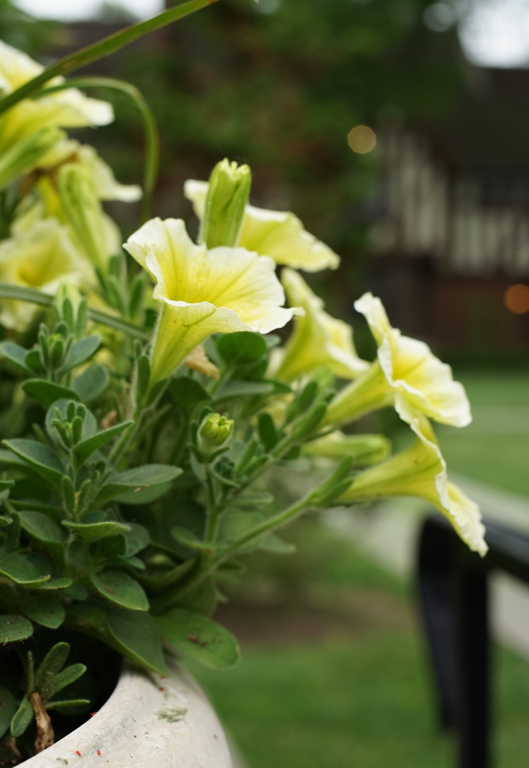 Yellow flowers bloom in a garden setting.