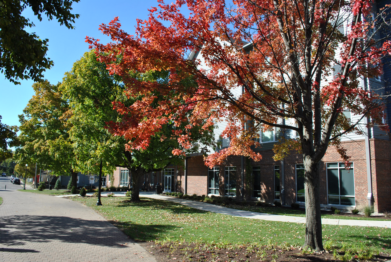 Trees with red and green leaves line a sunny sidewalk by a building.