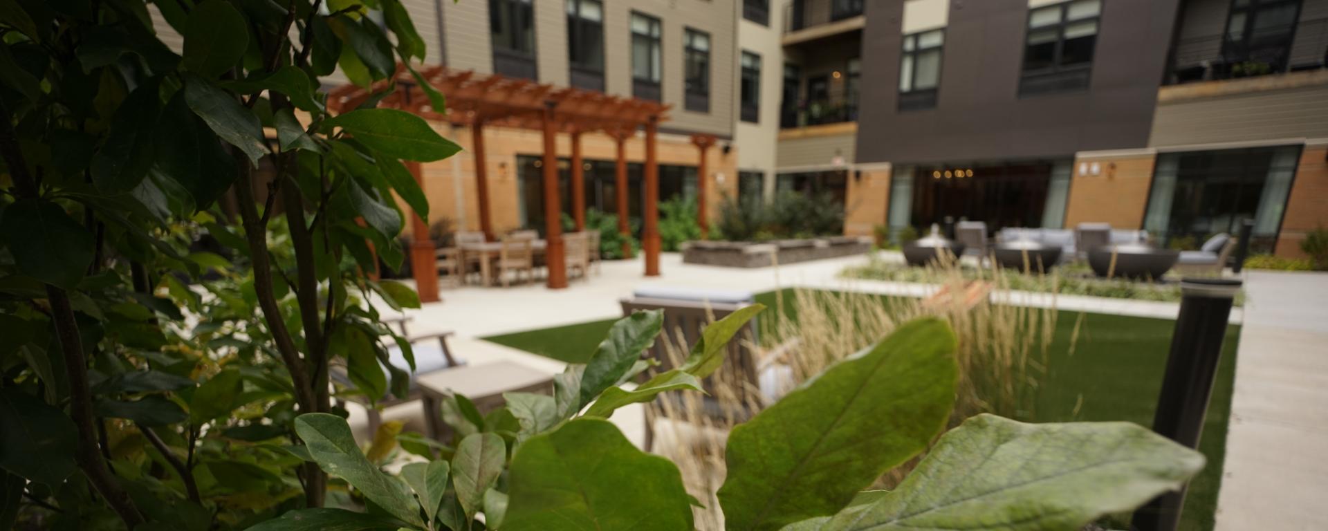 photo of plant with pergola structure in background