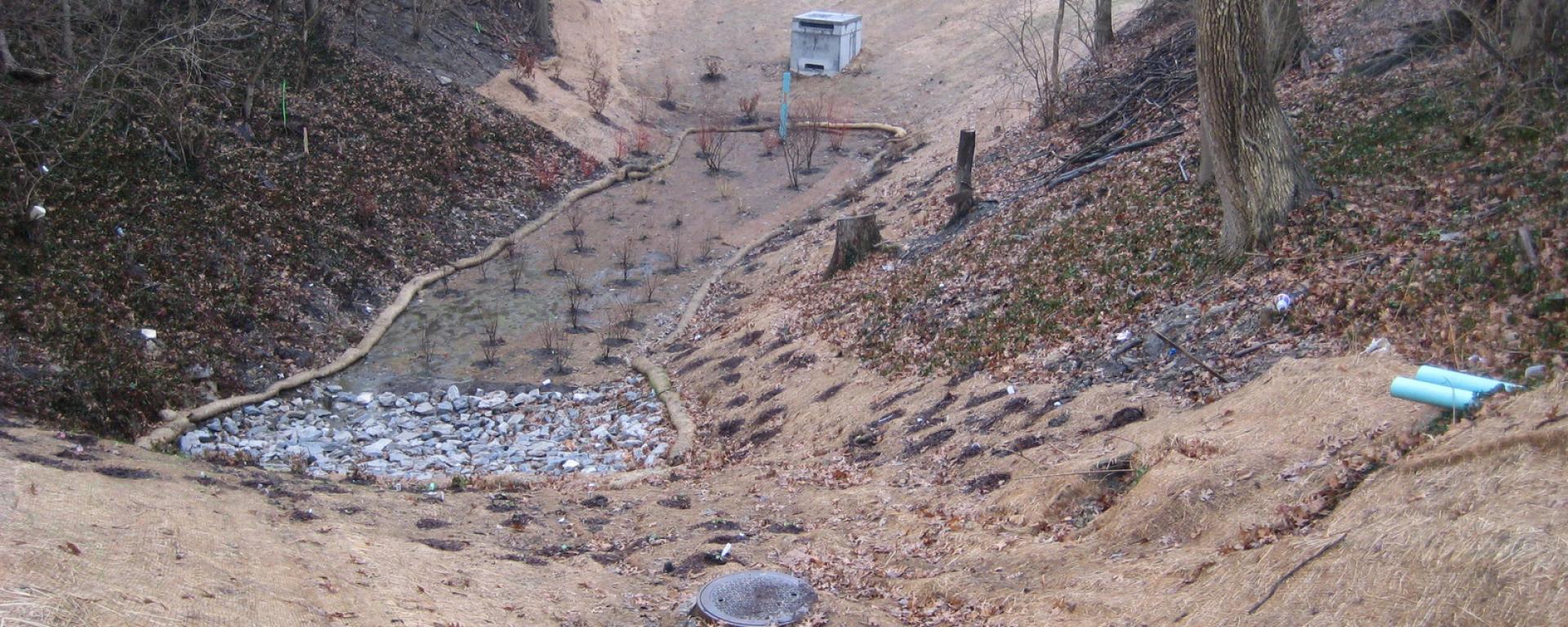 rain garden