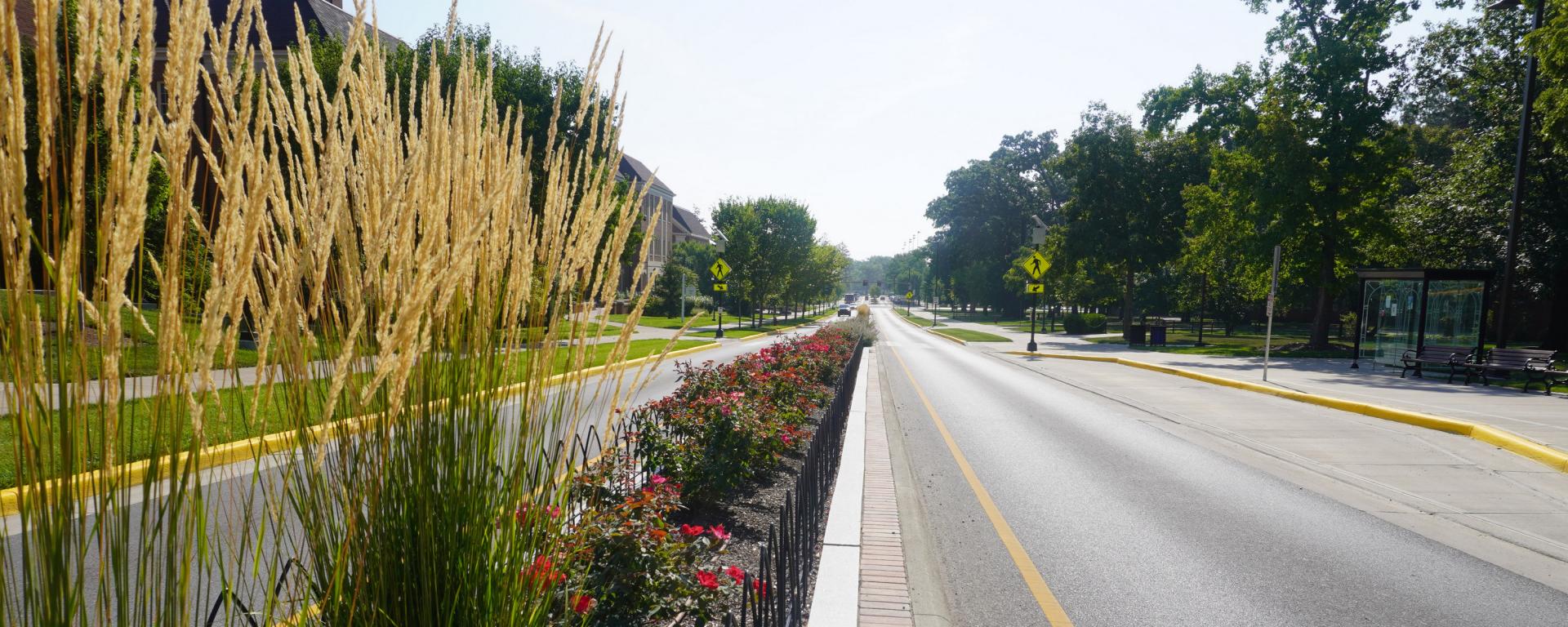 purple flowers on median of street