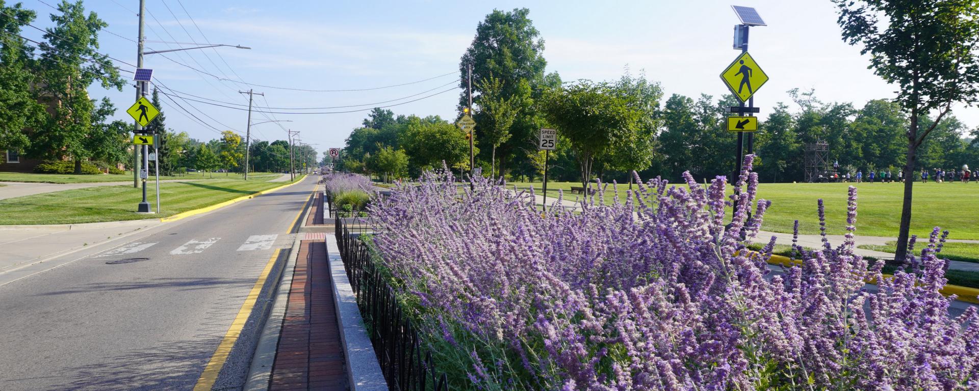 street median  with purple flowers