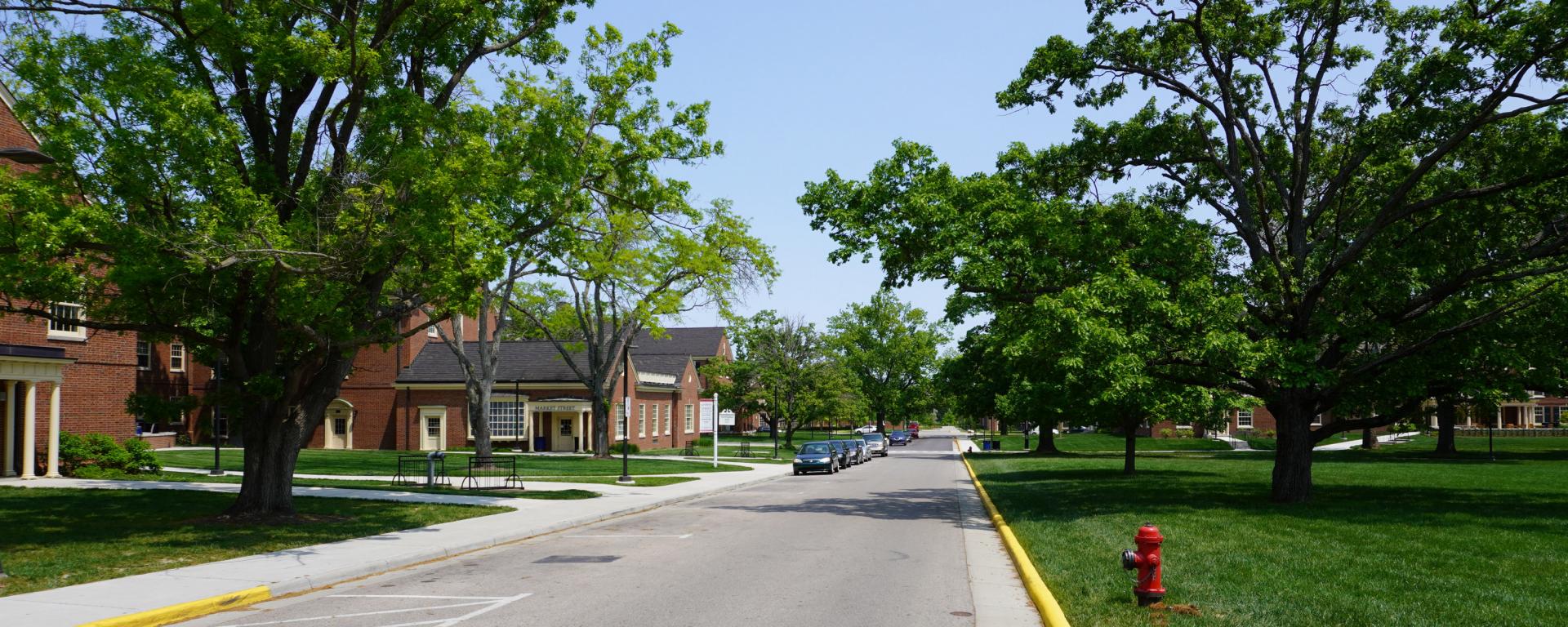 new street surrounded by trees