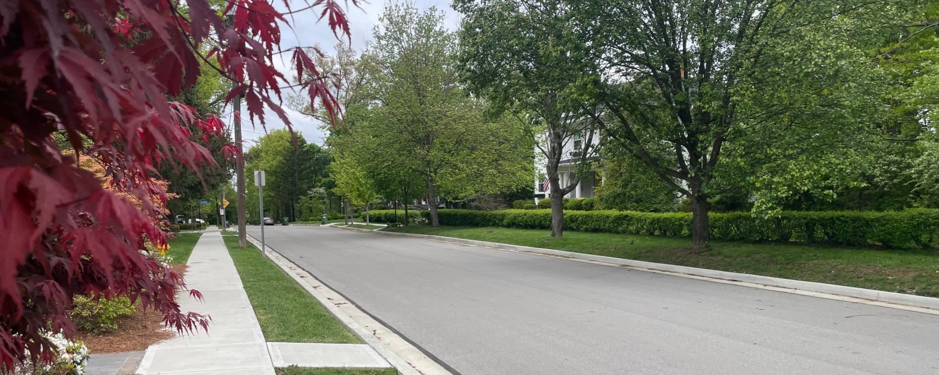 residential street with maroon leaf tree in foreground