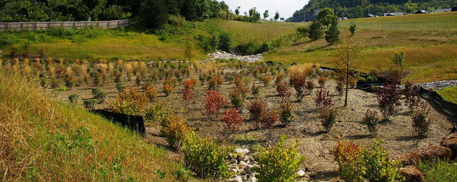 landscaping in back