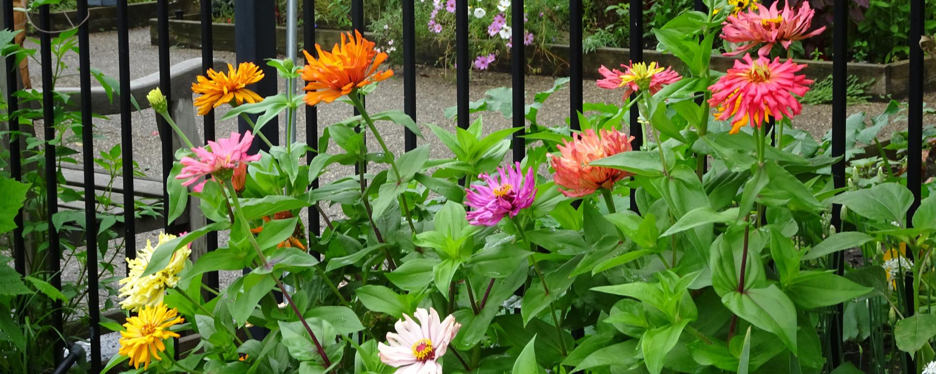 colorful flowers by a fence